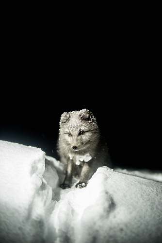 animal wallpapers gray fox animal backgrounds